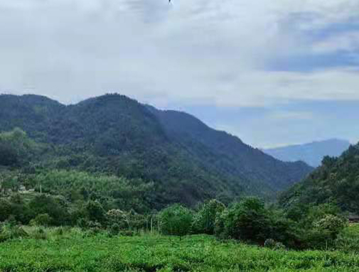 湖北不朽情缘集团英山有机茶厂